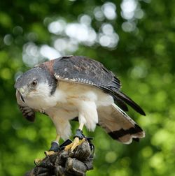 Close-up of bird perching on a tree