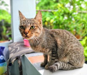 Close-up portrait of tabby cat