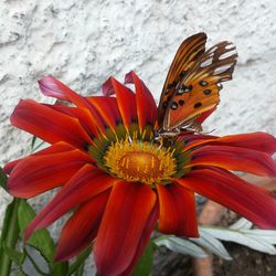 Close-up of butterfly on flower