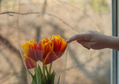 Close-up of hand over tulip flower