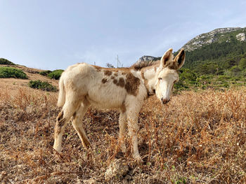 View of a horse on field