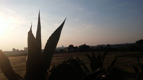 Plants growing on field