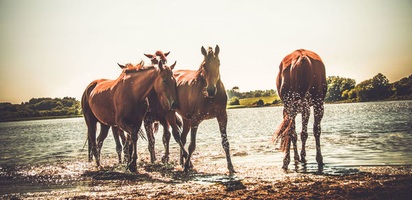 Horses walking in lake