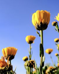 Close-up of yellow flowering plant against blue sky