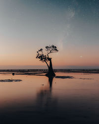 Silhouette trees on shore against sky at sunset