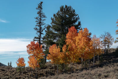 Trees on landscape against blue sky