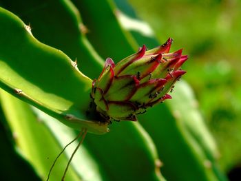 Close-up of insect on plant