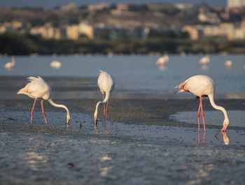 Flock of birds on the beach