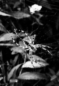 Close-up of spider on web