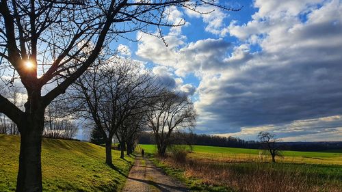 Bare trees on field against sky