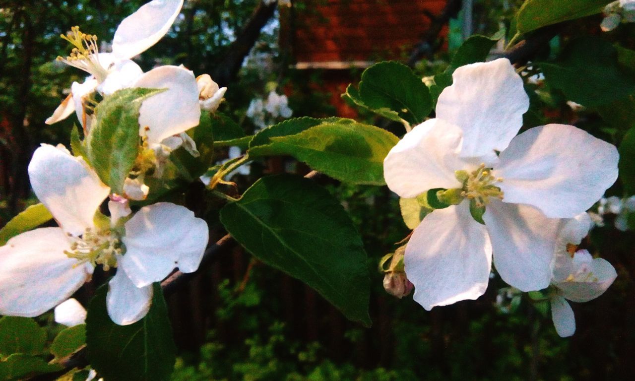 flowering plant, flower, plant, beauty in nature, fragility, vulnerability, growth, freshness, petal, inflorescence, flower head, close-up, white color, plant part, blossom, leaf, nature, no people, focus on foreground, pollen, outdoors, springtime, spring