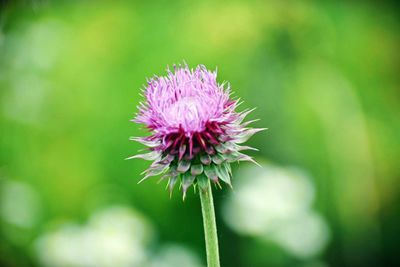 Close-up of purple thistle flower