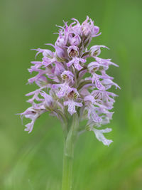 Close-up of purple flowering plant