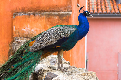 Close-up of peacock perching outdoors