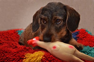 Close-up of a dog