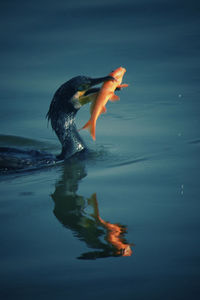 Duck catching fish while swimming on lake