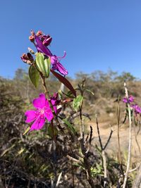 Close-up of pink flowering plant against sky