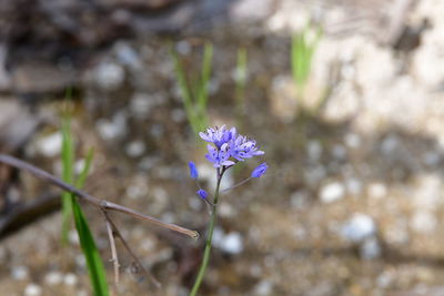 Close-up of purple flowering plant on field