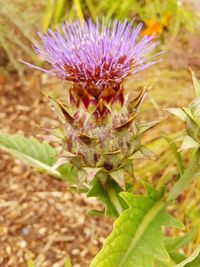 Close-up of flowers