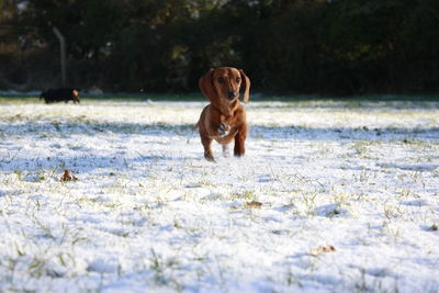 Dog in a snow