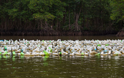 Flock of birds in lake