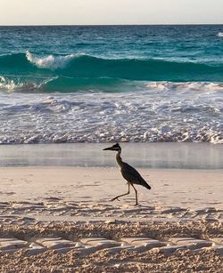 Seagull on beach