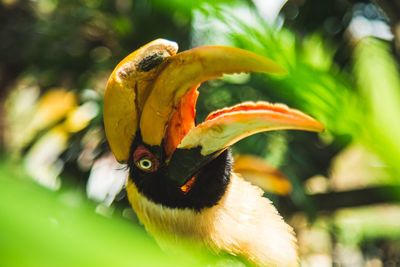 Close-up of bird on red leaf