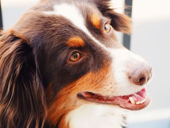 Close-up portrait of dog