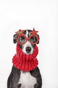 Closeup of a dog with christmas decorated glasses and red scarf