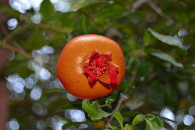 Close-up of orange fruit on plant