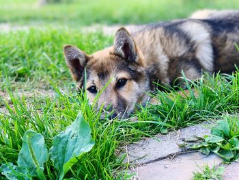 Portrait of a dog on field