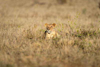 Lioness lies in sunshine in tall grass