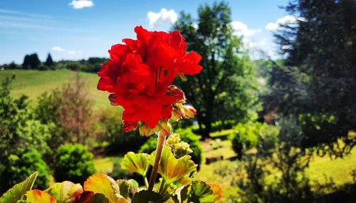 Close-up of red flowers blooming in field