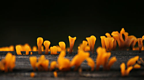 Close-up of lit candles on yellow against orange sky