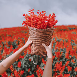 Cropped hand of woman holding yellow flower