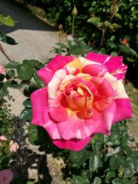 Close-up of pink rose blooming outdoors