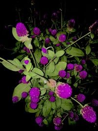 Close-up of pink flowering plant against black background