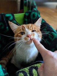 Portrait of hand holding cat