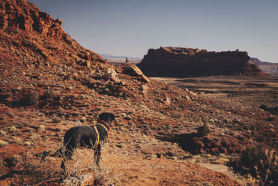 A dog is standing on a hill, the valley of gods, utah