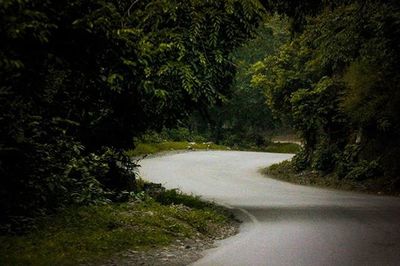 Road passing through trees