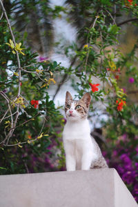 Cat sitting outdoors