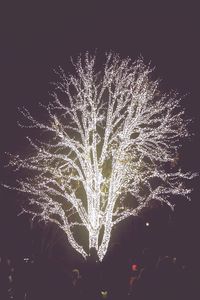 Low angle view of firework display