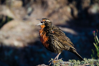 Close-up of bird perching