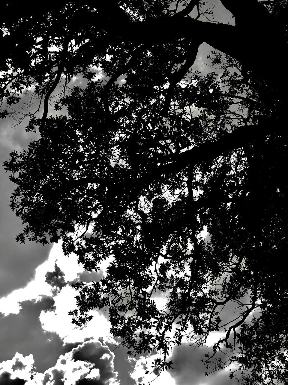 LOW ANGLE VIEW OF TREE BRANCHES