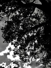 Low angle view of silhouette tree against sky