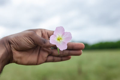 Close-up of hand holding purple flower