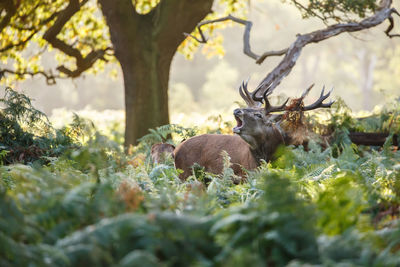 Deer on field