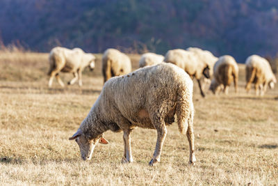 Sheep grazing in a field