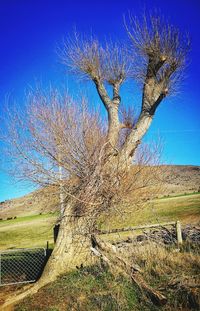 Trees on field against blue sky