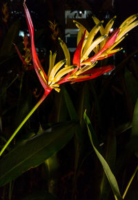 Close-up of day lily plant at night